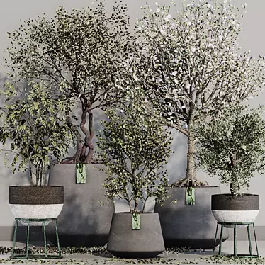 Mediterranean Olive Tree Set 3D model image 1 