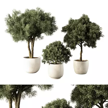 Russian Pine Indoor Plant No.81 3D model image 1 