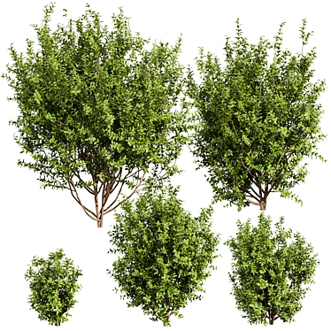 High-Quality Sapodilla Bush 3D Model 3D model image 1 