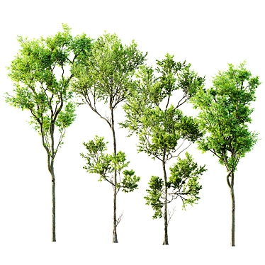 Forest Tree 3D Models Bundle 3D model image 1 