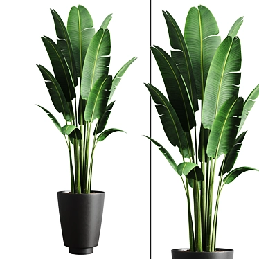 Tropical Banana Indoor Plant 3D model image 1 