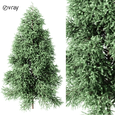 Realistic 1650mm Green Fir Tree 3D model image 1 