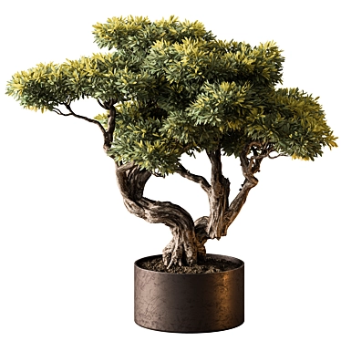 Bonsai Plant 646 - Indoor 3D model image 1 