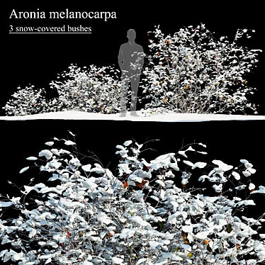 Winter Aronia Melanocarpa Set 3D model image 1 