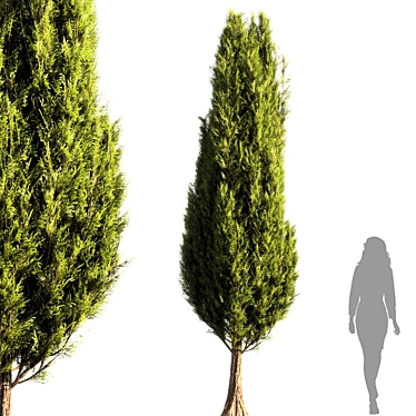 Sleek Bush Tree Render 3D model image 1 