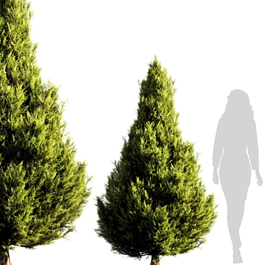 Lush Pine Tree Rendering 3D model image 1 