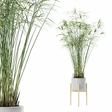 Papyrus Cyperus in Modern Pot 3D model image 1 