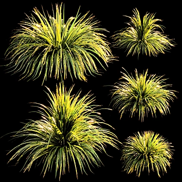 Elegant Ornamental Grass 002 3D model image 1 