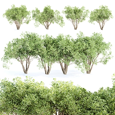 Shrubs Collection 3D Models Pack 3D model image 1 