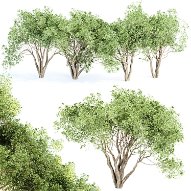 3D Shrubs Collection for Rendering 3D model image 1 