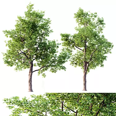 Premium Ash Trees Bundle 3D model image 1 