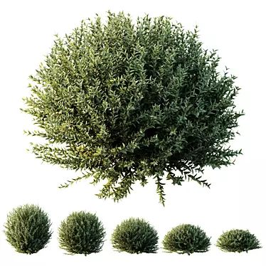 Dwarf Coastal Rosemary Set02 Greenery 3D model image 1 