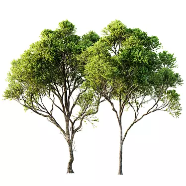 Spring Acer Pseudoplatanus 3D Models 3D model image 1 