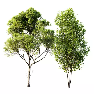 Spring Acer 3D Tree Models 3D model image 1 