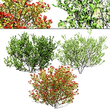 Aronia Melanocarpa 3D Model 3D model image 1 