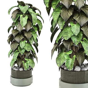 Indoor Plants Set 1148 3D 3D model image 1 