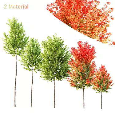 Maple Sapindaceae 3D Models Collection 3D model image 1 