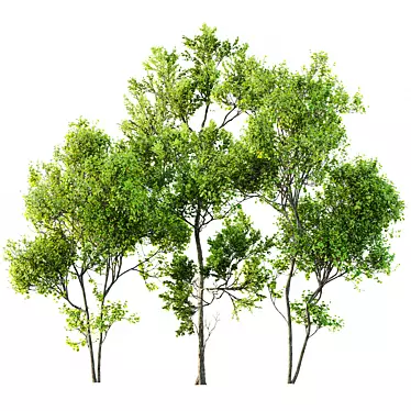 Summer Trees 3D Models Collection 3D model image 1 