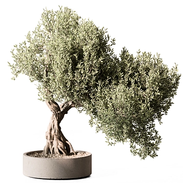 Olive Bonsai Indoor Plant 3D model image 1 