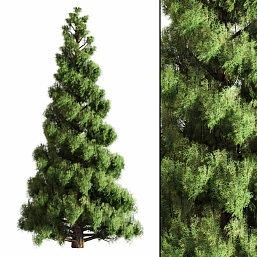 Pine Tree Set for 3D 3D model image 1 