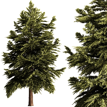 Pine Tree Conifer 2016 Model 3D model image 1 