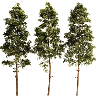 Pine Tree Set 3D Model 3D model image 1 