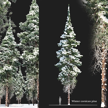 Snow-Capped Corsican Pine 3D model image 1 