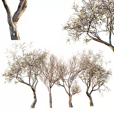 3D Dry Dead Tree Models 3D model image 1 