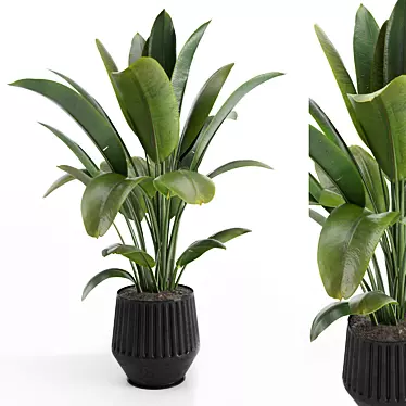 Indoor Plants Set 6