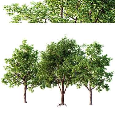  3D Elm and Ash Trees 3D model image 1 