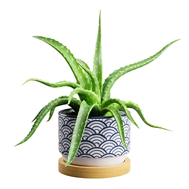 Aloe Vera Small Pot