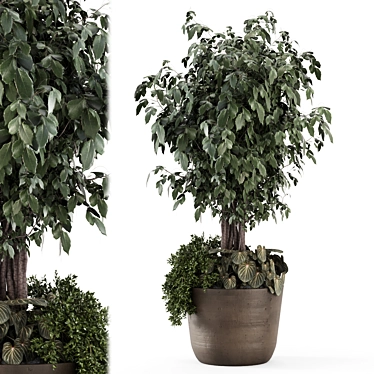 Indoor Plants in Rusty Brown Concrete Pot - Set 1981