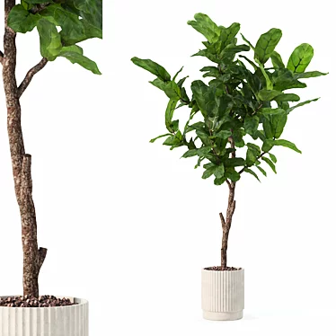 Modern Ficus Lyrata in Pot 3D model image 1 