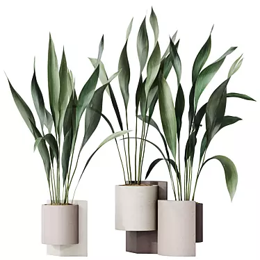 Hardy Aspidistra Cast Iron Plants 3D model image 1 