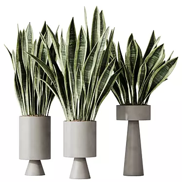 Elegant Sansevieria Trifasciata Houseplant 3D model image 1 