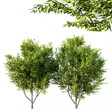 Manchurian Ash Tree 3D Models 3D model image 1 