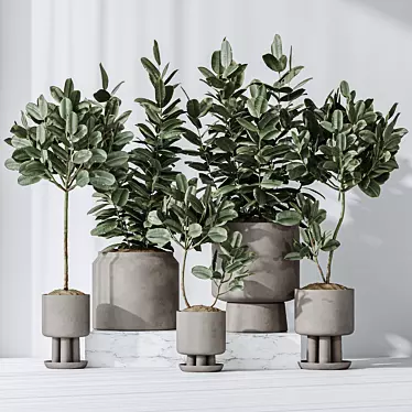 Rubber Ficus 3D Vases Collection 3D model image 1 