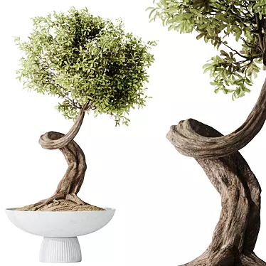 Ginseng Ficus Bonsai Tree Kit 3D model image 1 