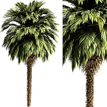 Tropical Palm Tree 3D Model 3D model image 1 