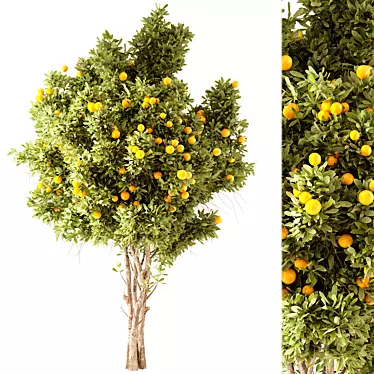 Lush Orange Tree Model 3D model image 1 