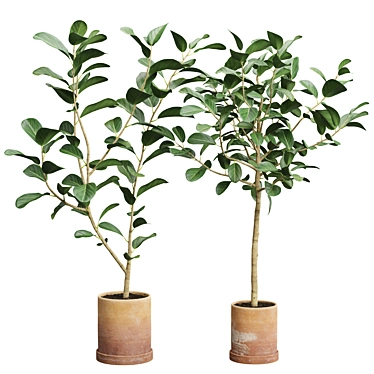 Impressive Ficus Audrey Banyan Tree 3D model image 1 