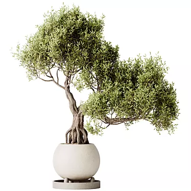 Ficus Ginseng Bonsai Tree Model 3D model image 1 