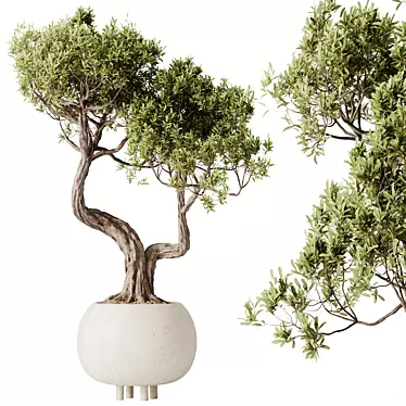 Ginseng Ficus Bonsai Tree Kit 3D model image 1 