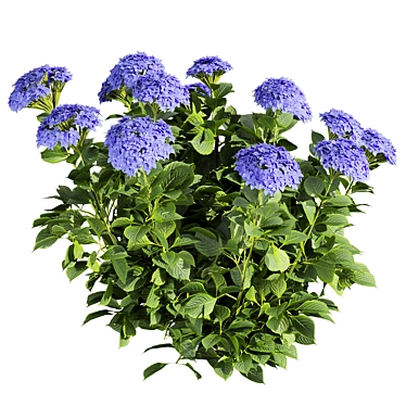 Hydrangea Macrophylla 3D Plant Model 3D model image 1 