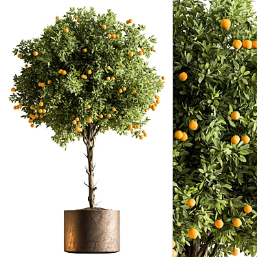 Citrus Bliss- Indoor Lemon Tree 3D model image 1 