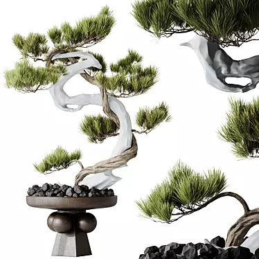 Five-Needle Pine Bonsai Tree 3D model image 1 