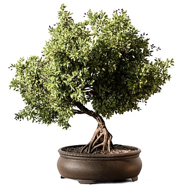 Olive Bonsai Indoor Plant 3D model image 1 