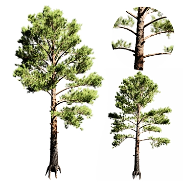 Tall Pine Tree Model 3D 3D model image 1 