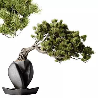 Evergreen Pinus Bonsai Tree 3D model image 1 