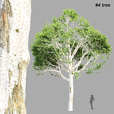  4 Tree Models Set Vol.252 3D model image 1 